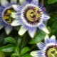 Passionflower: types, planting and home care