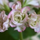 Pelargonium rosebud: popis odrůd a vlastnosti péče