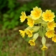 زهرة الربيع الطويلة: وصف الأنواع وزراعتها
