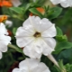Bílé petúnie: oblíbené odrůdy