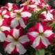 Petunia Sophistika: description of varieties and rules of care