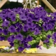 Petunia in pots: the best varieties, planting and care rules