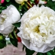 Milk-flowered peony: description, varieties and cultivation