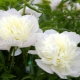 Peony Primavera: characteristics of the variety and features of care