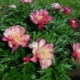 牡丹朱莉娅玫瑰：品种描述和栽培特点