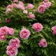 Peonies Raspberry: characteristics, features of planting and care