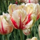 Tulipanes loro: variedades, reglas de plantación y cuidado.