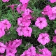 Populaire variëteiten van roze petunia's en de regels voor hun teelt