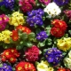 زهرة الربيع الداخلية: الميزات والأنواع والرعاية في المنزل