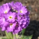 细齿报春花：品种的描述和栽培
