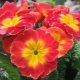 Primula Rosanna：栽培品种和规则
