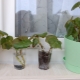 Propagation of begonias by cuttings at home
