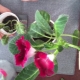 Reproduction of gloxinia: leaf, cuttings and peduncles at home