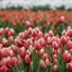Homeland and history of tulips