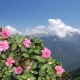 Adams Rhododendron: Wie sieht es aus und wie wird es gepflegt?