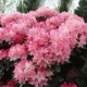 Rhododendron: co to je, pravidla výsadby a péče