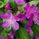 Rhododendron Daurian : à quoi ressemble-t-il, où il pousse et comment en prendre soin ?