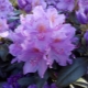 Rhododendron hybride: caractéristiques des variétés et règles de soins