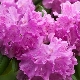 Rhododendron Katevbinsky: description des variétés, plantation et soins