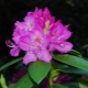 Rhododendron en Sibérie: description, plantation et entretien