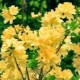 Rhododendron geel: beschrijving van rassen, planten en verzorgen