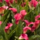 花园马蹄莲：种植的描述、类型和建议