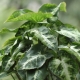 Syngonium: types and care at home