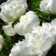 Varieties of white peonies and their cultivation