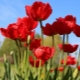 Sorten und Anbau von roten Tulpen