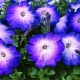Variedades y cultivo de petunias azules y azules.