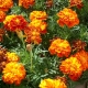 Varieties of red marigolds and their cultivation