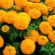 Varieties of large-flowered marigolds and their cultivation