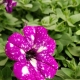Varieties of bush petunias and features of caring for them