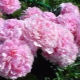 Varieties of pink peonies, their features and care rules