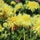 Varieties of yellow dahlias and their cultivation