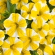 أصناف من زهور البتونيا الصفراء