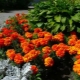 The subtleties of the design of a flower bed made of marigolds