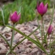 Tulipán enano: características, descripción de variedades y reglas de cuidado.