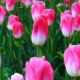 Dinastia dei tulipani: descrizione e regole di coltivazione