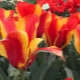 Tulipes de Greig: caractéristiques de l'espèce et caractéristiques de sa culture