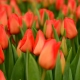 Tulipány Lalibela: popis odrůdy a jemnosti jejího pěstování