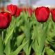 Desfile de tulipanes: descripción de la variedad y características de su cultivo