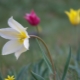 Tulipes Schrenk: une brève description des espèces et des caractéristiques de sa culture
