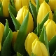 Tulipes fortes: variétés et caractéristiques de la culture
