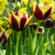 Trionfo dei tulipani: varietà della classe e caratteristiche della loro coltivazione