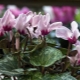 Cyclamen leaves turn yellow: causes, treatment and prevention