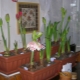 Caring for hippeastrum after flowering at home