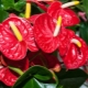 Types and varieties of anthurium