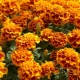 Types and varieties of marigolds