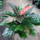Types and varieties of philodendron